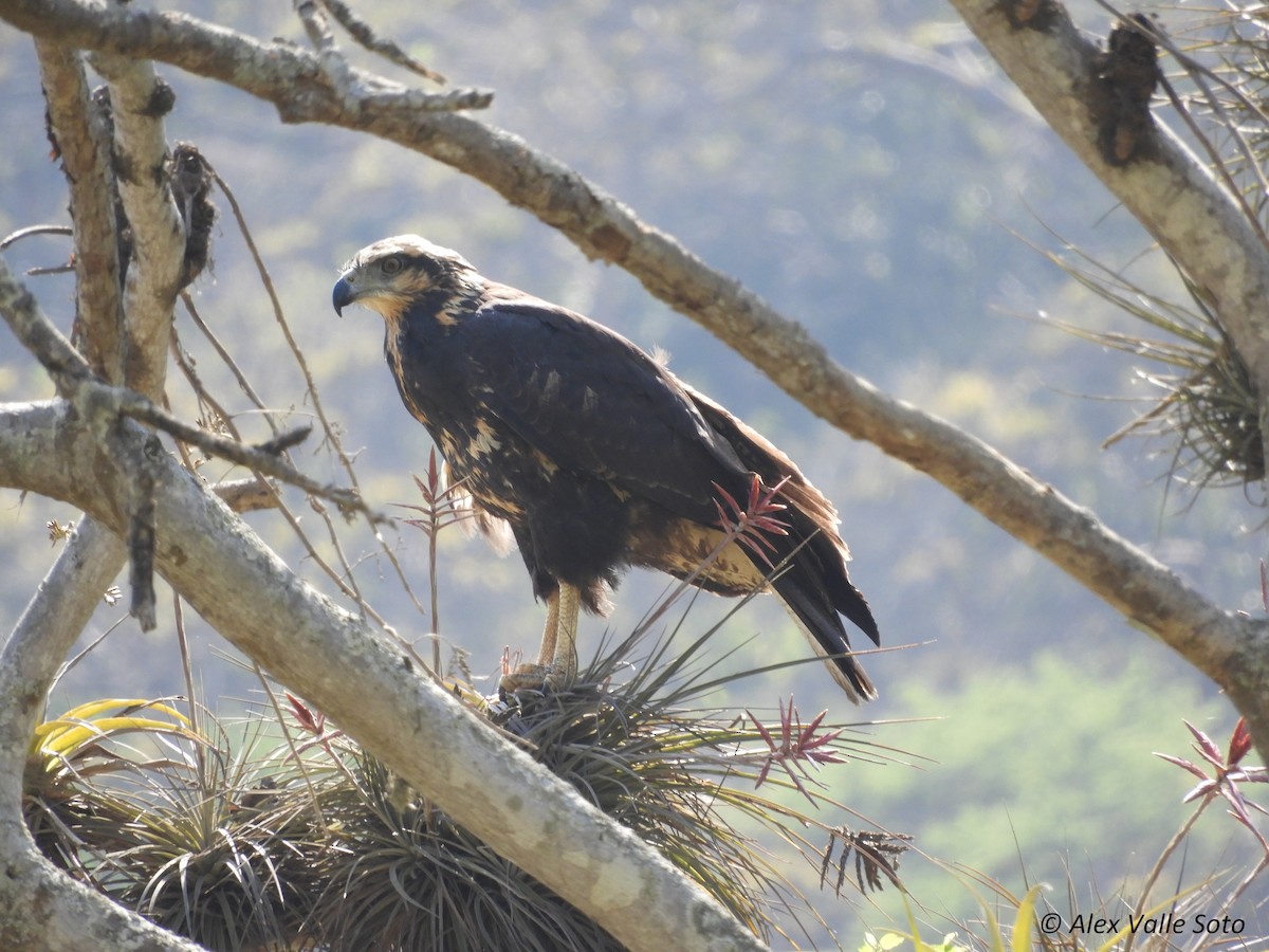 Solitary Eagle - ML77756971