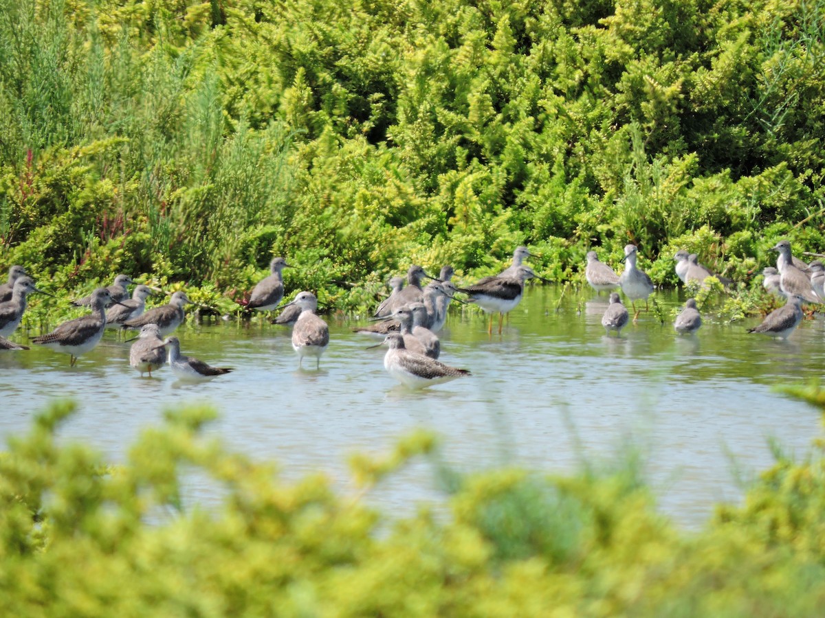 Greater Yellowlegs - ML77756981