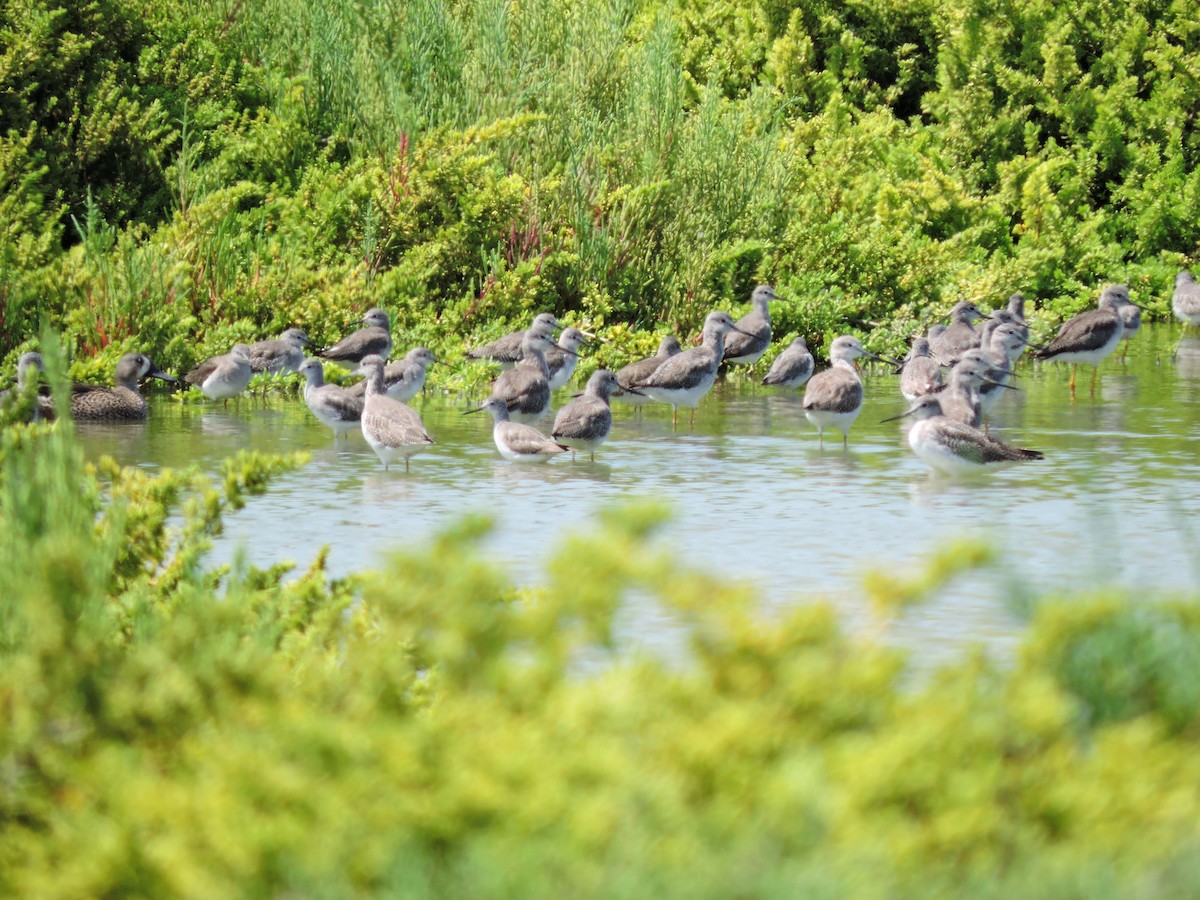 Greater Yellowlegs - ML77757021