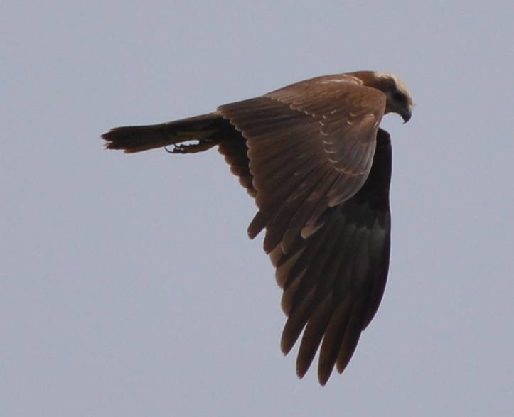 Western Marsh Harrier - AM AMSA