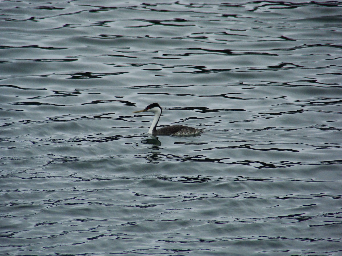 Western Grebe - ML77760321