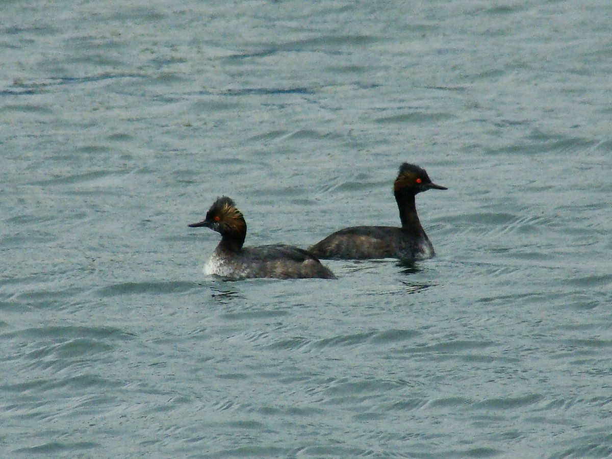 Eared Grebe - ML77760361