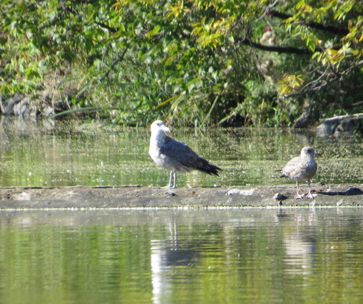 Gaviota Argéntea - ML77760441