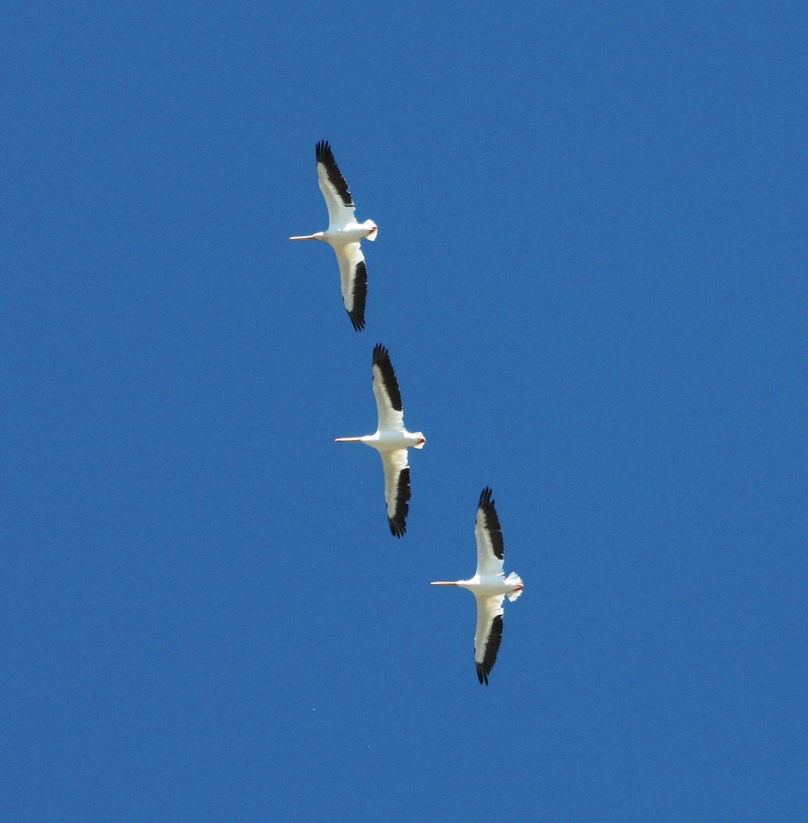 American White Pelican - ML77760761