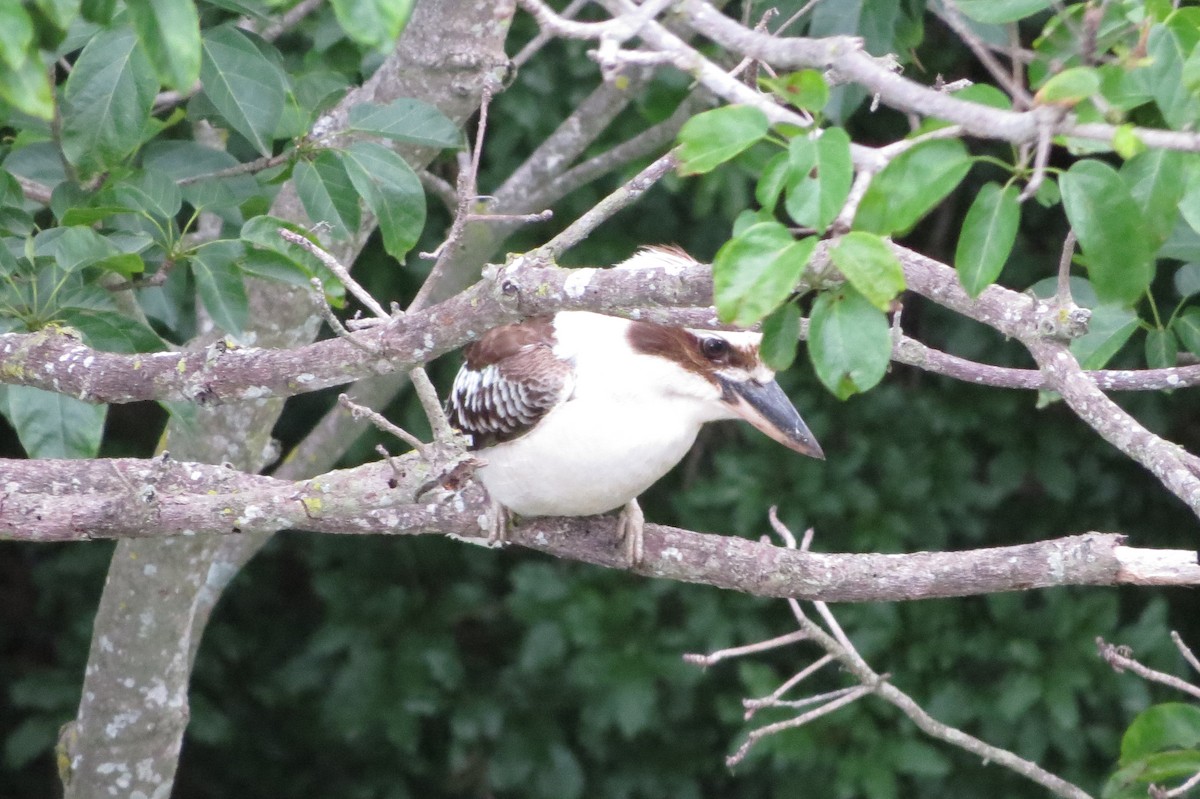 Laughing Kookaburra - ML77763161