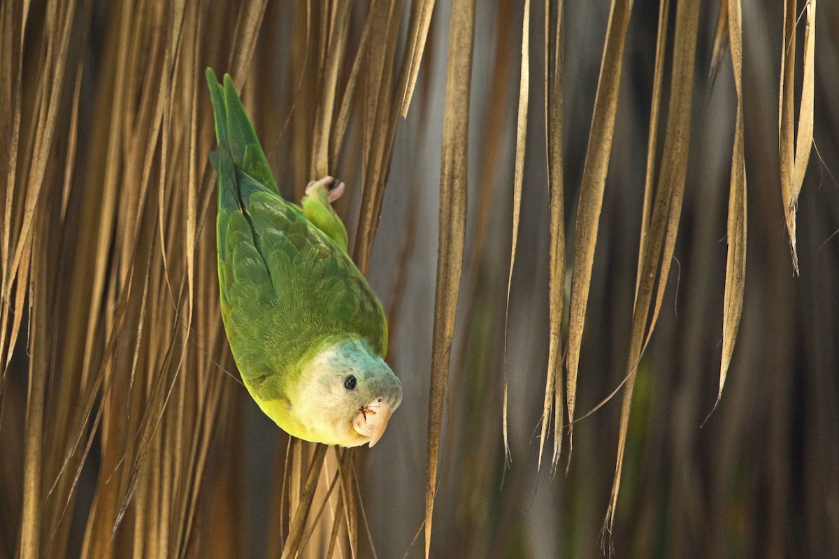 Gray-cheeked Parakeet - ML77763171