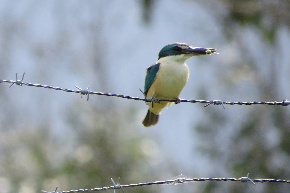 Sacred Kingfisher - Corinna Honscheid