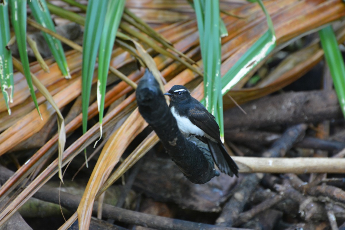 Willie-wagtail - ML77767071