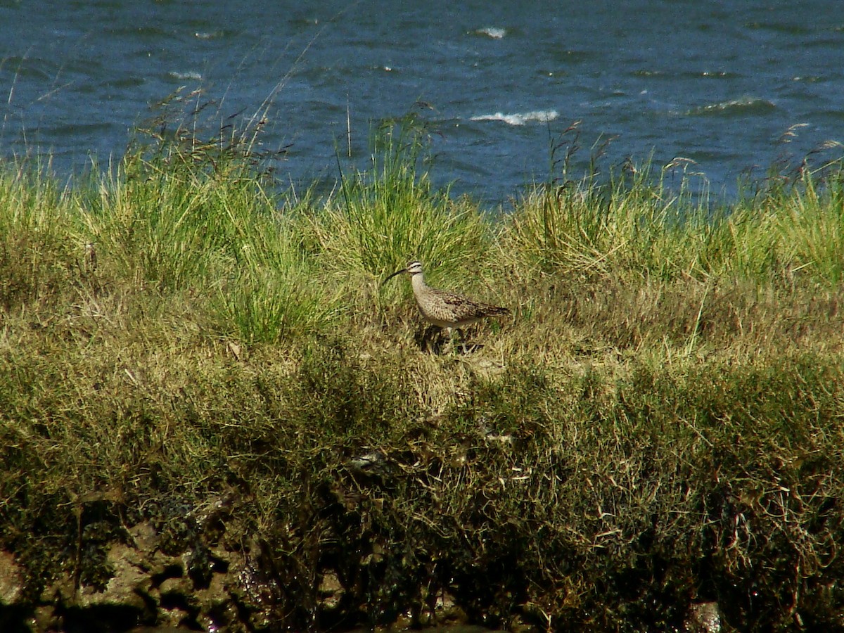 Regenbrachvogel - ML77769281