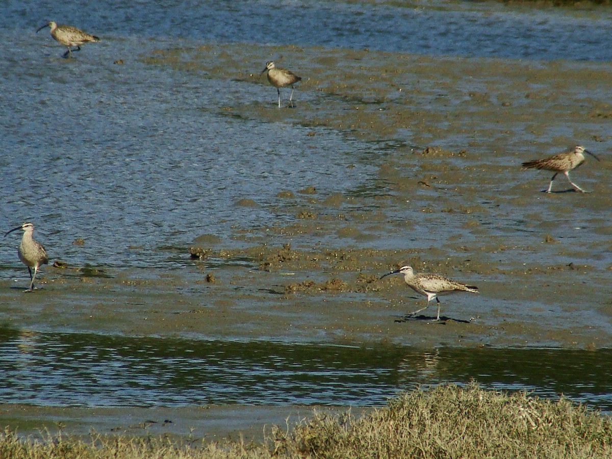 Whimbrel - ML77769331