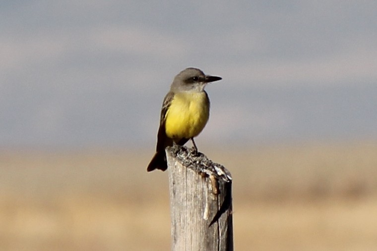 Tropical Kingbird - ML77769561