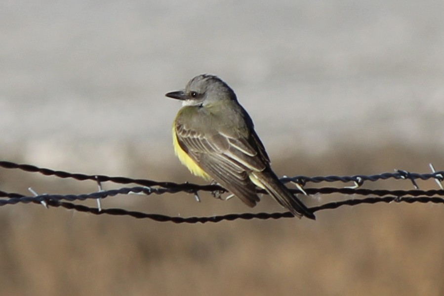 Tropical Kingbird - ML77769571