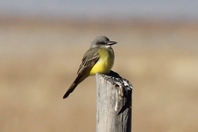 Tropical Kingbird - ML77769581