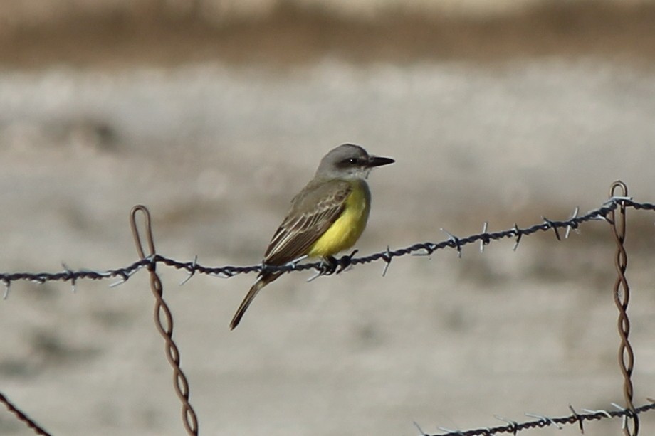 Tropical Kingbird - ML77769601