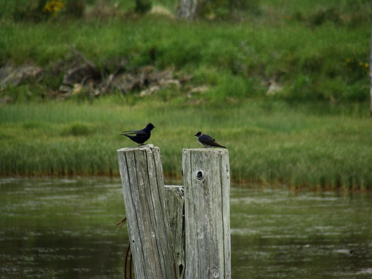 Purple Martin - ML77770311