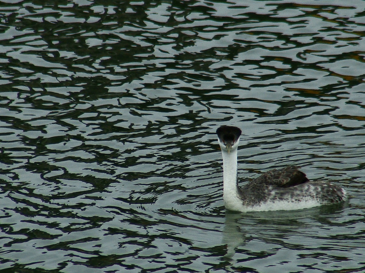 Western Grebe - ML77770711