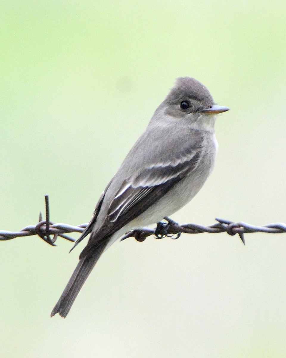 Western Wood-Pewee - ML77772791