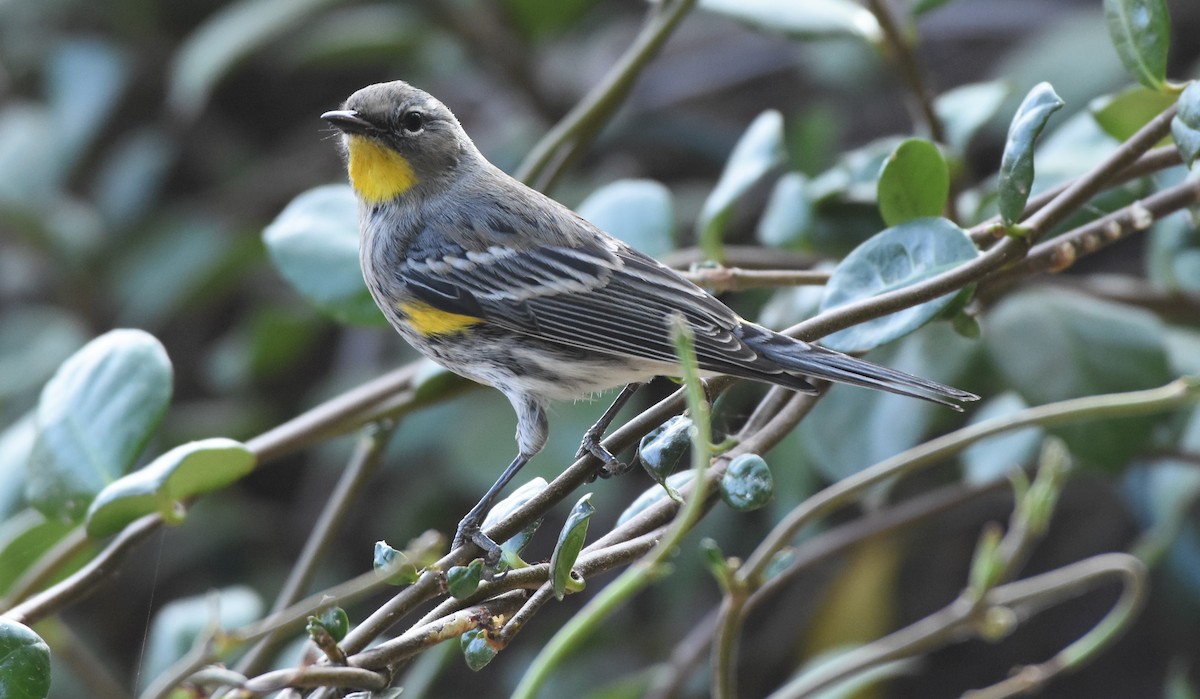 Yellow-rumped Warbler - Chris Rohrer