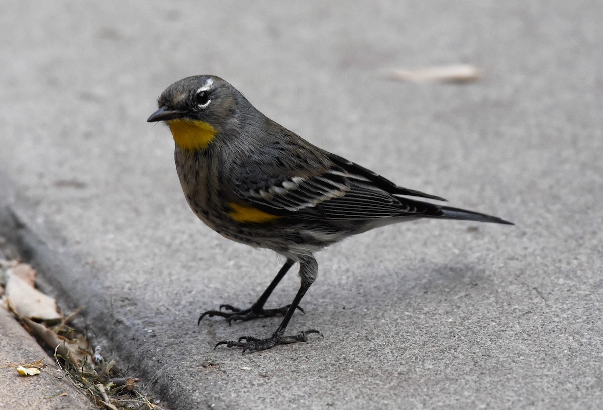 Yellow-rumped Warbler - Chris Rohrer