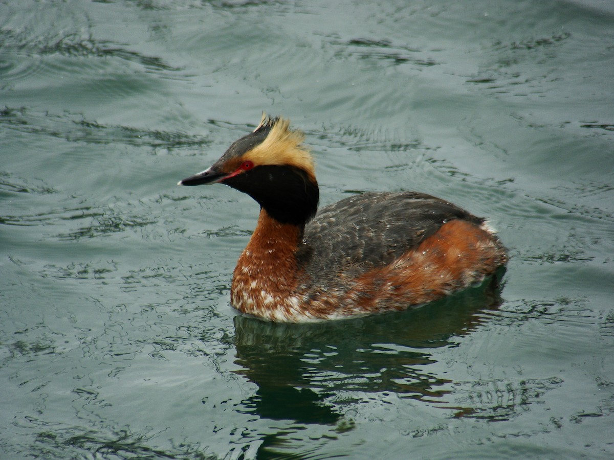 Horned Grebe - ML77774571