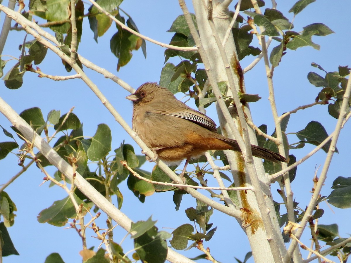 Abert's Towhee - ML77774751