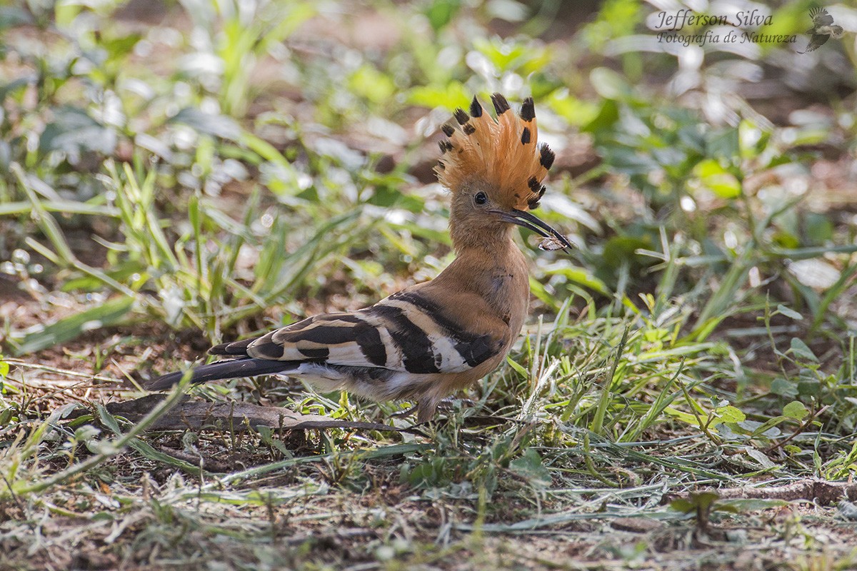 Eurasian Hoopoe - ML77775411