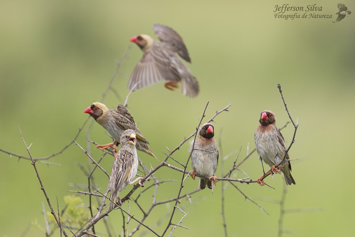 Red-billed Quelea - Jefferson Silva