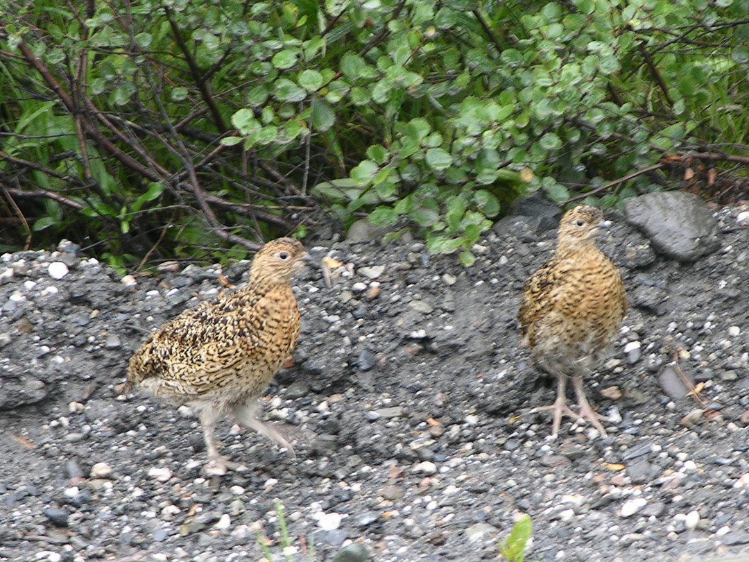 Willow Ptarmigan - ML77776901