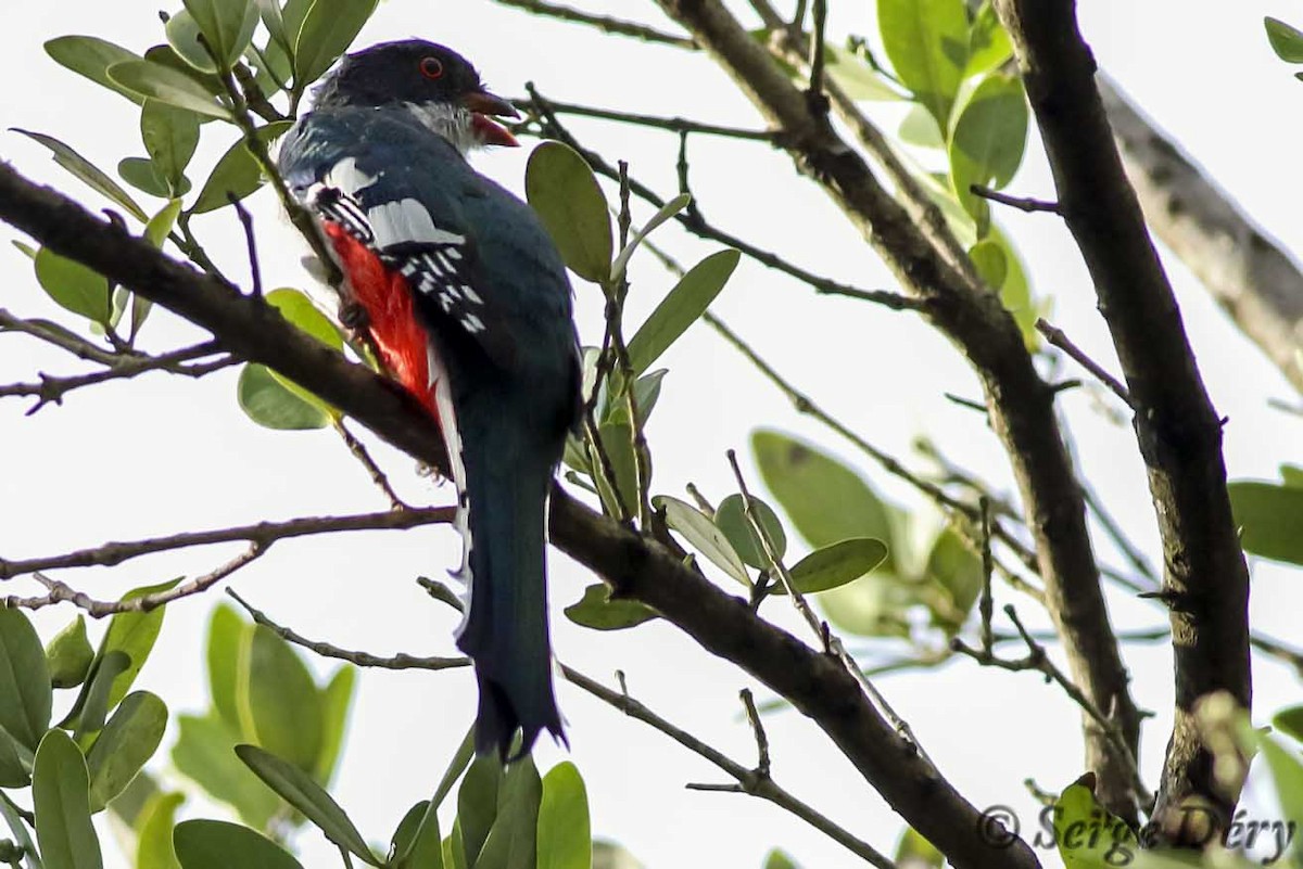 Cuban Trogon - Michel Asselin