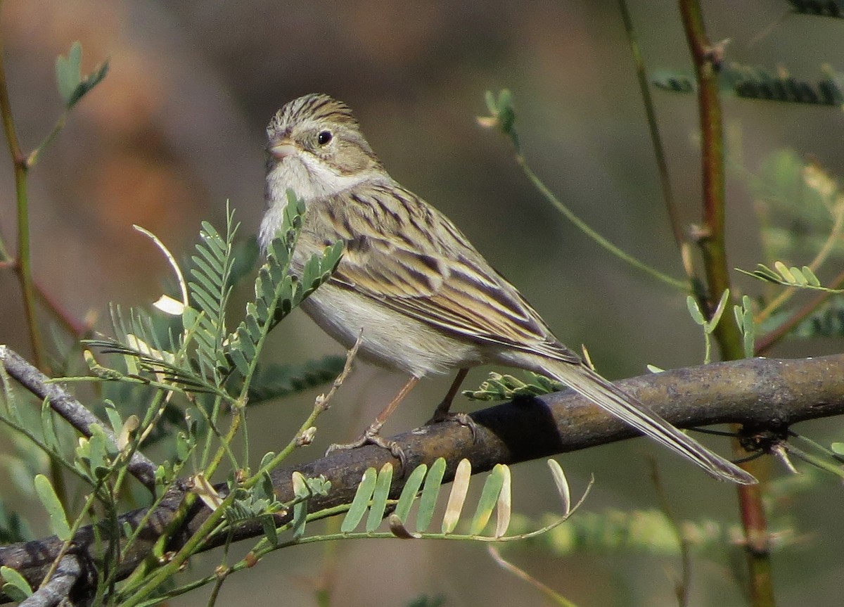 Brewer's Sparrow - ML77779601