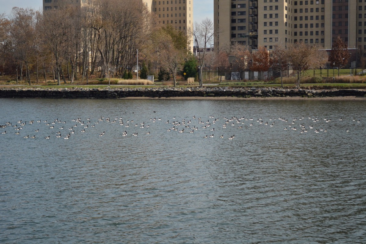 Brant - ML77783071
