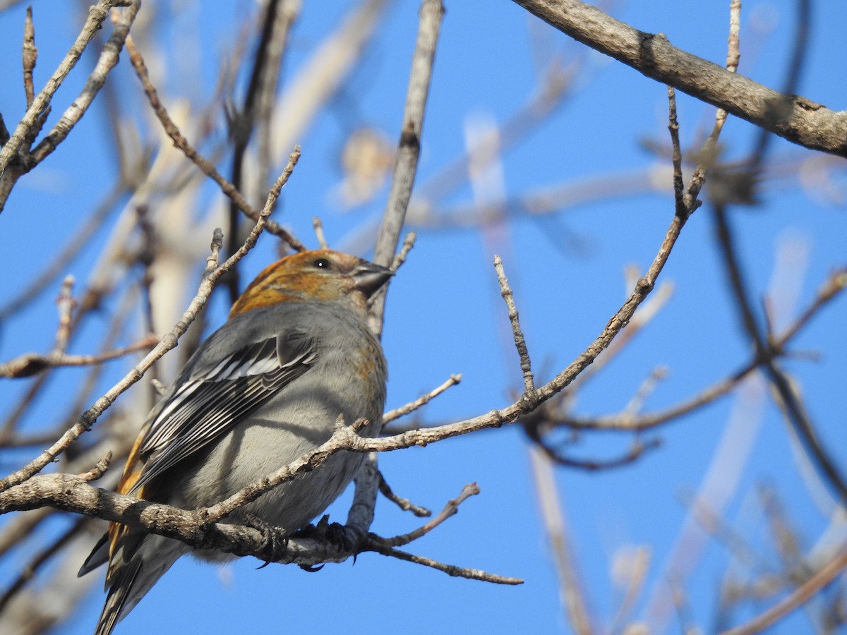 Pine Grosbeak - ML77785421