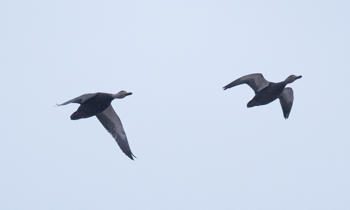 American Black Duck - ML77786761