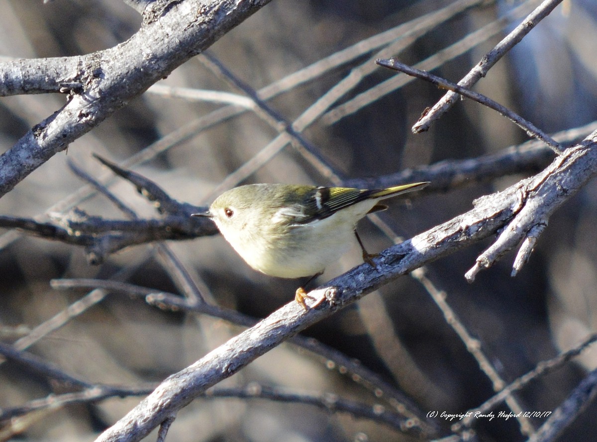 Ruby-crowned Kinglet - Randy Hesford