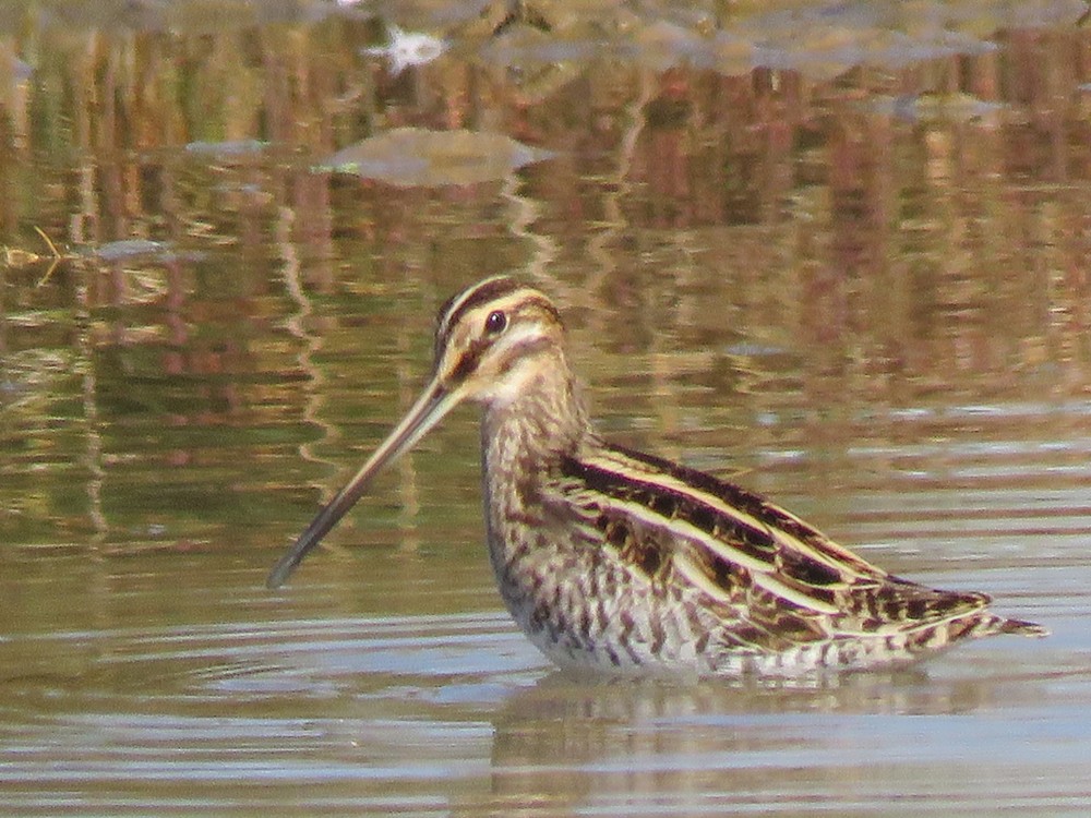 Common Snipe - Pedro Fernandes