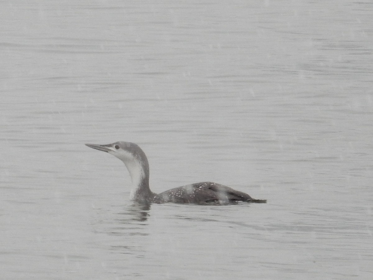 Red-throated Loon - ML77788981