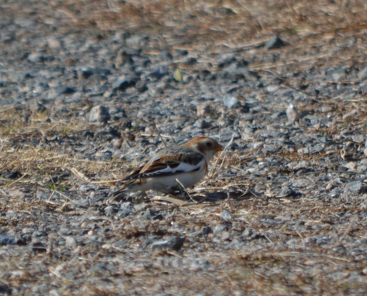 Snow Bunting - ML77789741