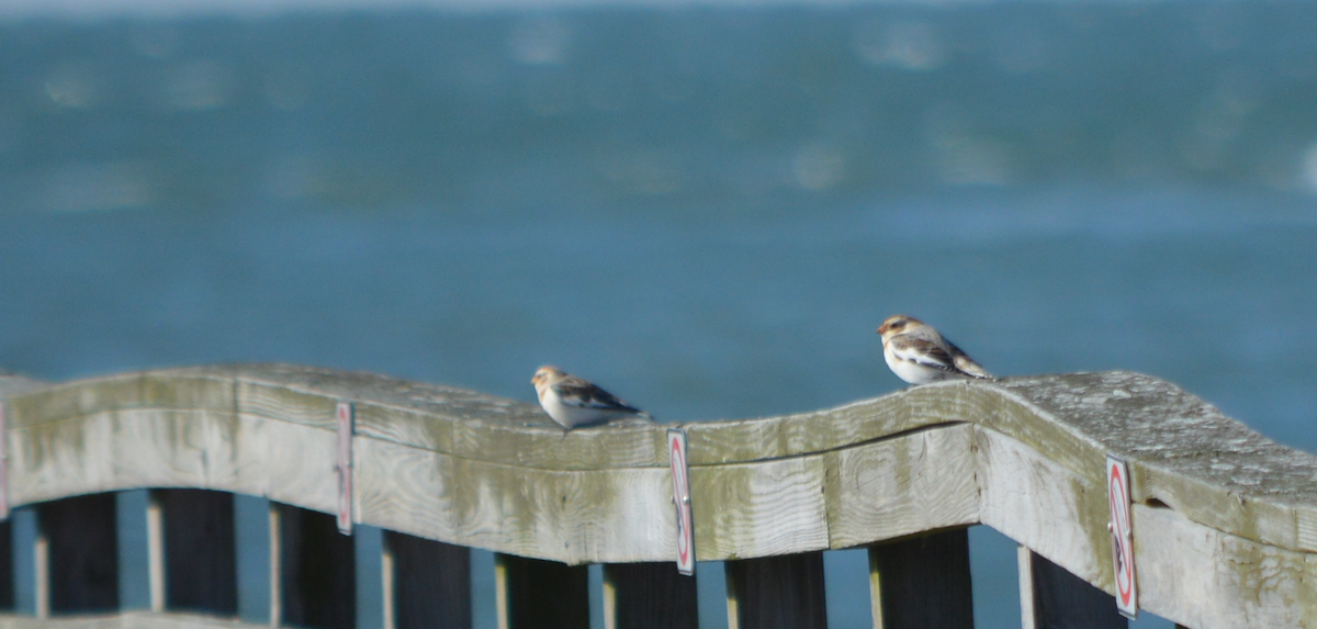 Snow Bunting - ML77789771
