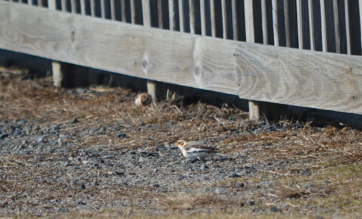 Snow Bunting - ML77789831