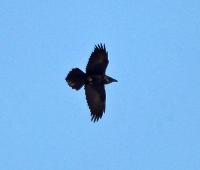 Common Raven - ML77790031