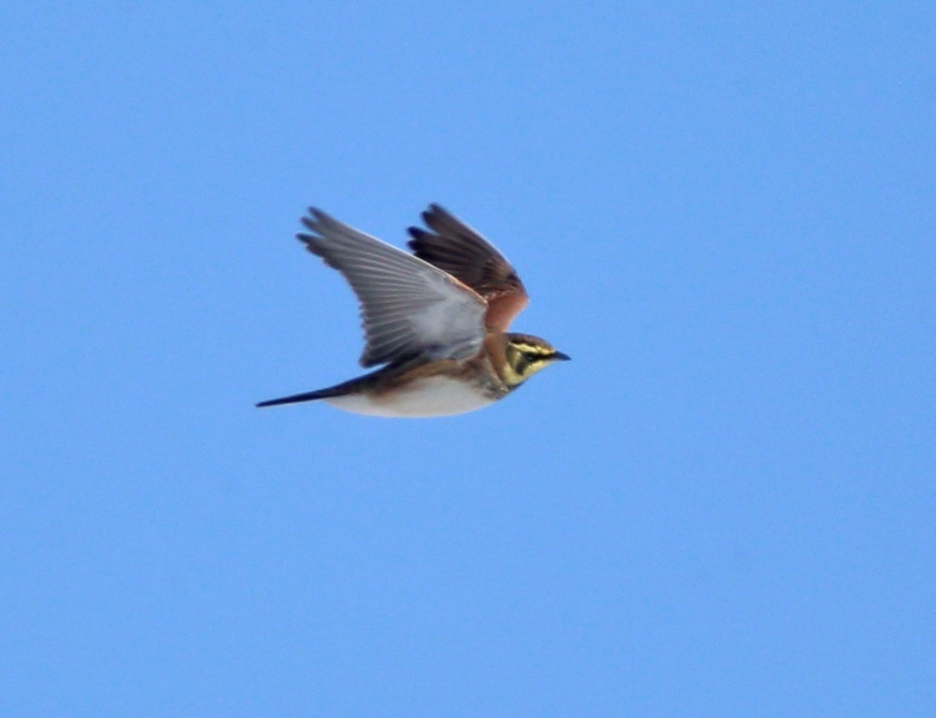 Horned Lark - ML77790041