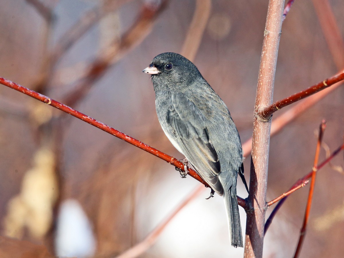 Dark-eyed Junco (Slate-colored) - ML77790111