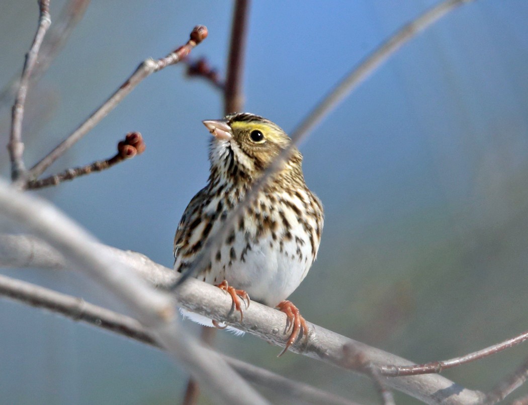 Savannah Sparrow - ML77790141