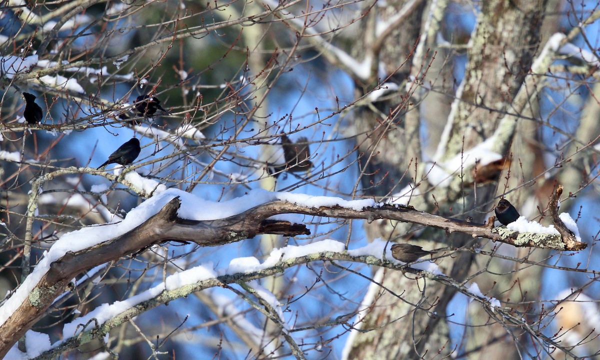 Brown-headed Cowbird - ML77790261