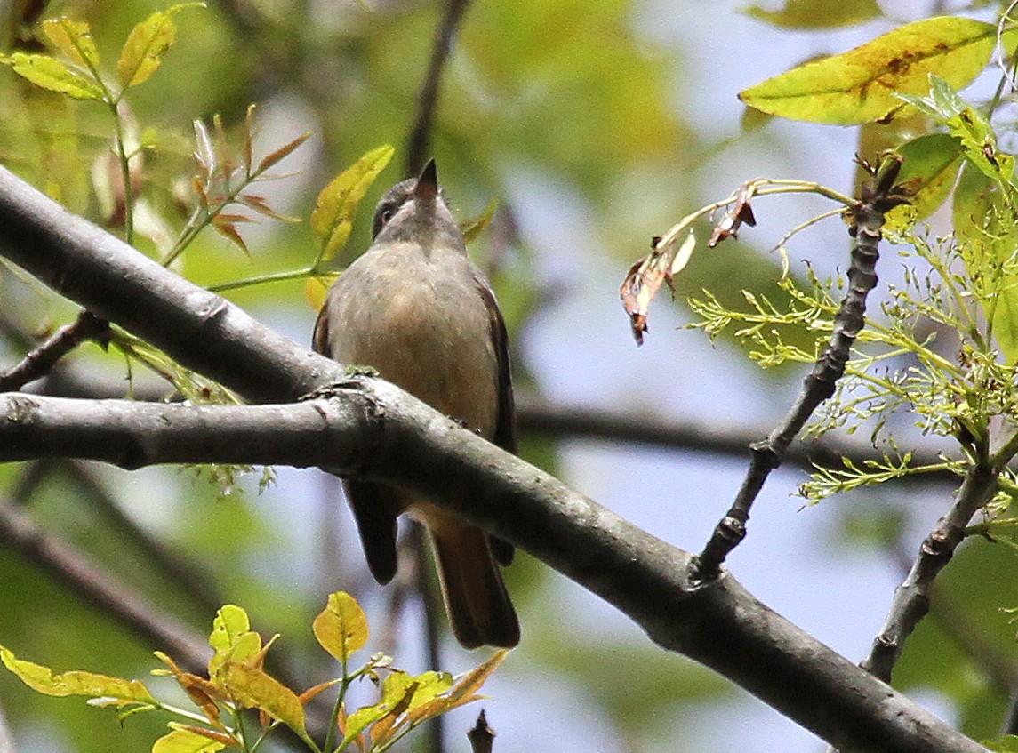 Rufous-tailed Tyrant - ML77790891