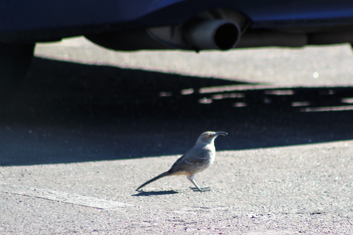 Curve-billed Thrasher - ML77791481