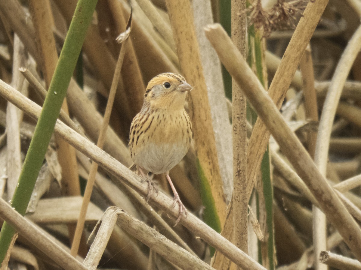 LeConte's Sparrow - ML77792731