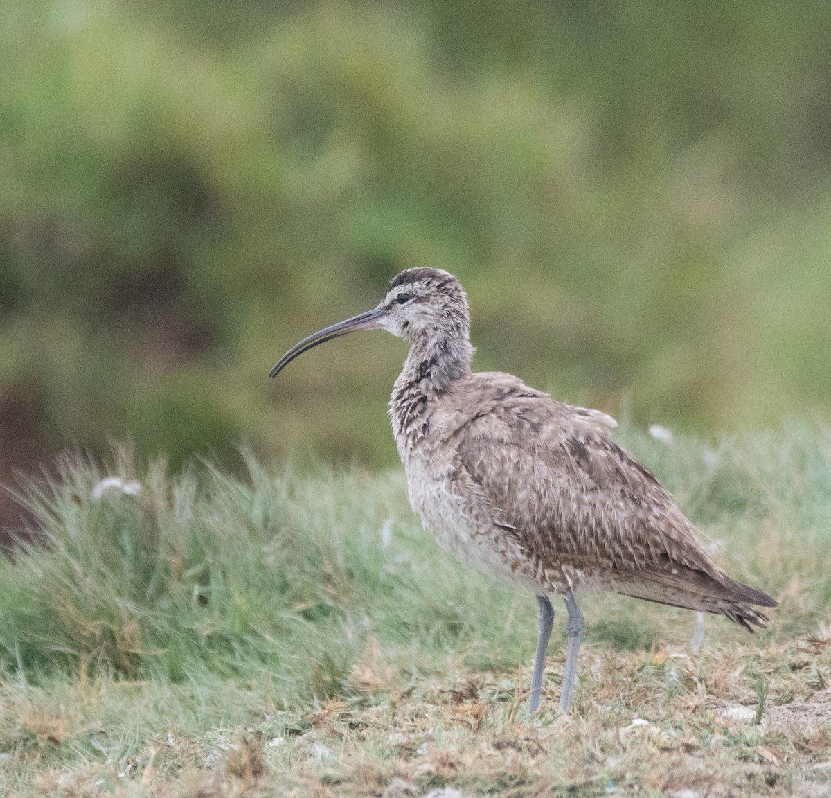 Whimbrel - ML77793091