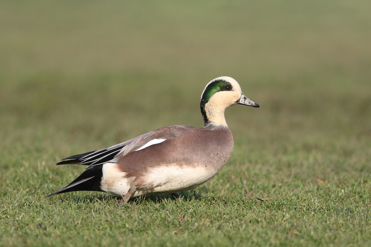 American Wigeon - ML77794761