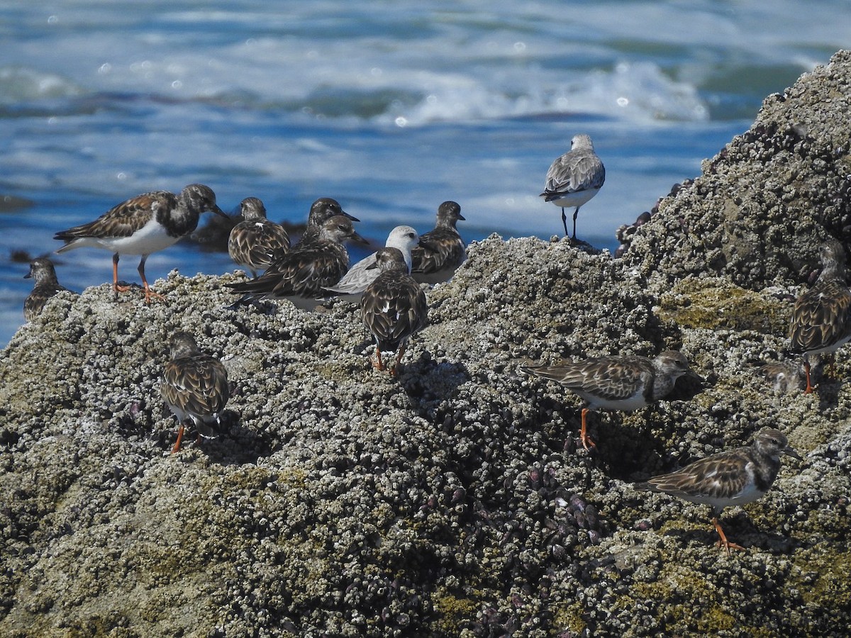 Sanderling - Valeria  Martins